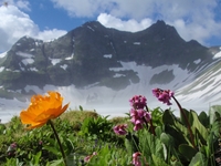 Пик Двуглавый. Trollius asiaticus and bergenia crassifolia