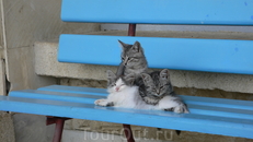 Котята на скамейке.