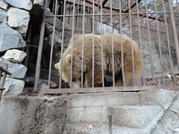 Этому Кавказскому мишке не повезло, поймали. А вокруг в горах полно бродит собратьев. Вольер на самом деле очень большой и он с подругой.