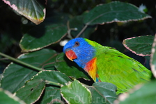 Ты кто????  Лоро парк  расположен в северной части острова и известен, прежде в сего, самой большой в мире коллекцией попугаев (около 500 видов...
