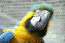 canarian zoo