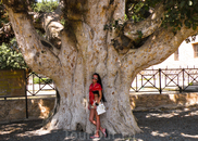 Ficus Sycomorus, монастырь Айя-Напа