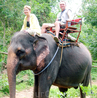 тайские слоны не очень большие