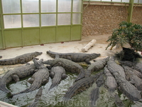 крокодиловая ферма