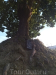 Почтовый ящик под деревом на одной из улочек.
