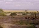 Фото Lemala Manyara Camp Arusha