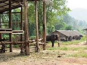 Слоновья ферма