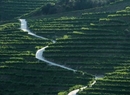 Фото Aquapura Douro Valley