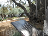 Гефсиманский сад. Эта смоковница свидетель слёз Сына Божьего за грехи наши.