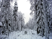 Зимний лес в окрестностях Рованиеми
