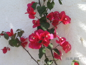 цветочки на стене  нашего бунгало