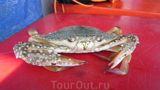 краб.