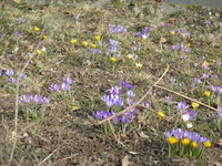 весна, первые цветы)
