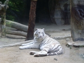 Белый тигра