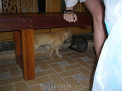 Рыжий кот(отелло)полосатая молодая кошечка (Джульетта). Кот нападал