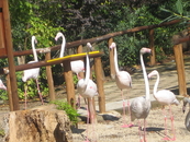 рядом с нашим отелем находился парк, в котором распологался зоопарк и вилла де Боргеза. 