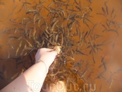рыбное спа по сахалински:)) вода чистейшая - просто глиняное дно