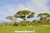 сафари в национальном парке Мёрчисон, Уганда