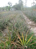 ананасовая плантация