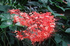 Цветы Бали