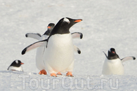 Колония пингвинов генту