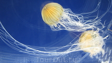 Медузы волшебной красоты