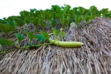 Катеки делают из тыквы, тыквы растут прямо на крыше хоная