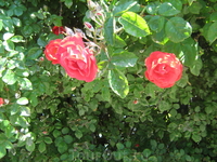 Розы судацкие 3.