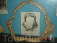 В музее института океанографии представлено большое количество препарированных морских обитателей