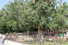 Иерихон. Недалеко от будущего археологического музея на улице Д.Медведева растёт религиозная святыня - дерево Закхея.