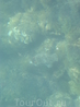 Каракатица, заплывшая в залив. Фото с мола, когда гуляли по нему трое парнишек лет по 12 сдавали зачёты по рыбной ловле, видимо скауты какие-то. Старшим ...
