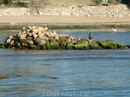 Баклан чистит перья на каменном островке.Жаль чомги улетели - не успела сфотографировать.