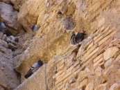 В старинной стене нашли убежище городские голуби