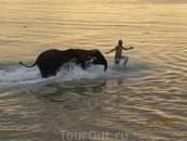 Этих слонят почти каждый вечер приводили купаться на наш пляж. Очень позитивно)