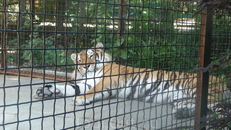 Уссурийский тигр. Зоопарк