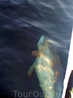 Теплоходная экскурсия к Кара-дагу. Дельфины сопровождают все поездки по морю.