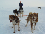 Собачьи упряжки - популярный транспорт в суровых арктических условиях.