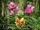 здесь насчитывается ок. шестидесят тысяч разновидностей орхидей