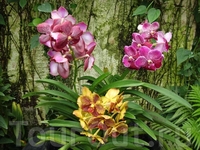 здесь насчитывается ок. шестидесят тысяч разновидностей орхидей