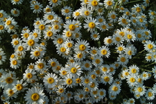 майские цветы на горе Аскети
