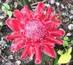 Прекрасный цветок из провинции Канчанабури