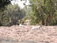 Аддаксы живут отдельно от другого вида крупных антилоп заповедника