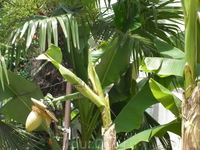 В Адлере по ул. Ленина.Плоды банана конечно видели все. Многие видели как растет банан, то есть его траву. А вот цветы, соцветия и зачатки бананчиков. ...
