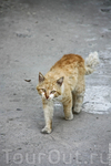 Опять кот!