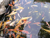 Золотые рыбки живут при храме.