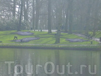 туманно весенний парк Keukenhof