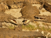 crocodile pk