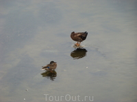 Жирона