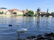Лебеди острова Кампа такой же символ Праги, как и Карлов мост.