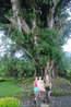 Бали/ дерево баньяна огромных размеров